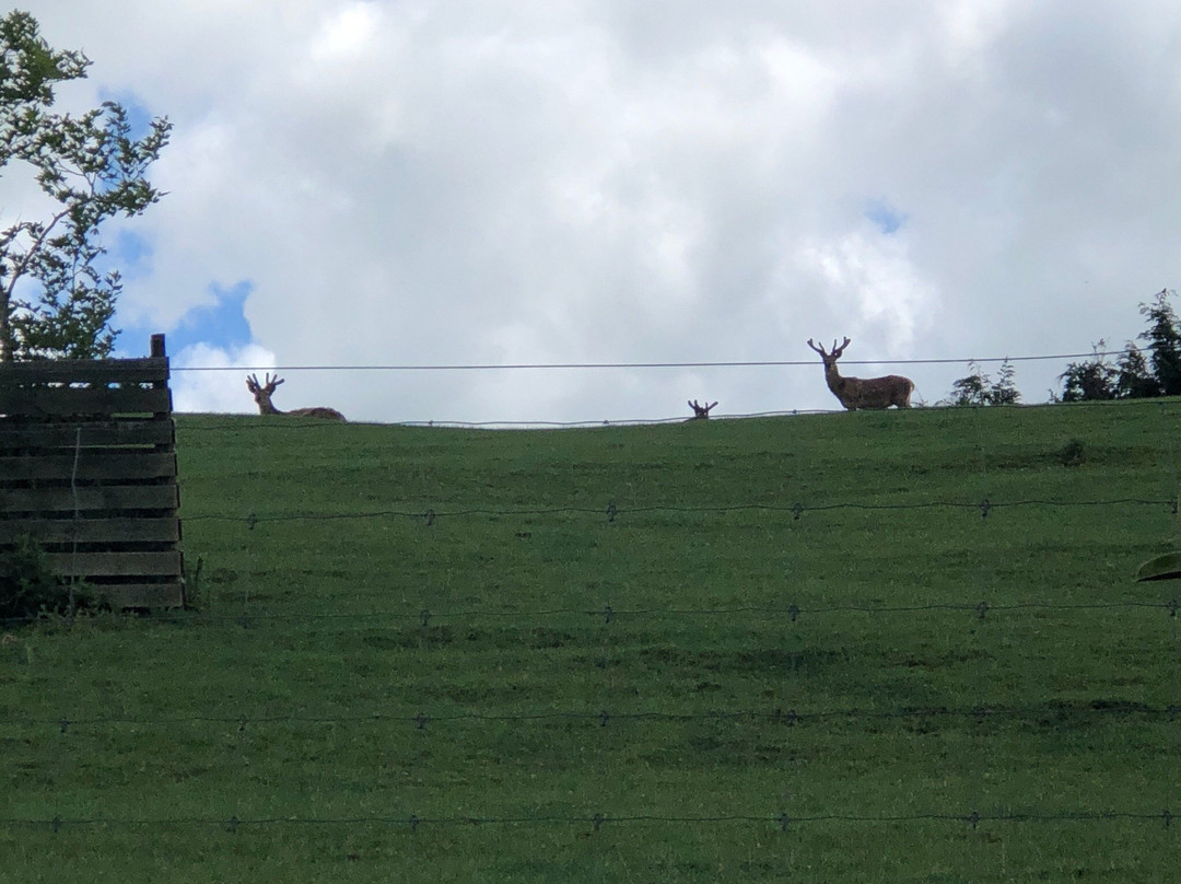 Springcurl Lodge Bed & Breakfast主图