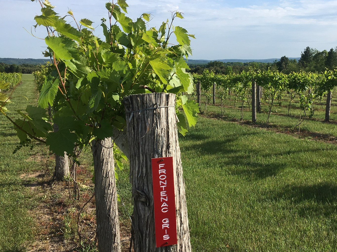 Crooked Vine Vineyard & Winery-Alanson必去景点