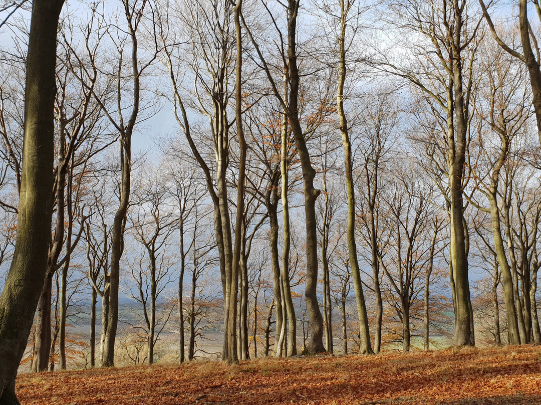 The Sharpenhoe Clappers景点图片