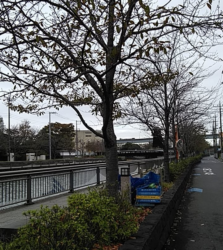Shinkawa Senbonzakura-江戸川区必去景点