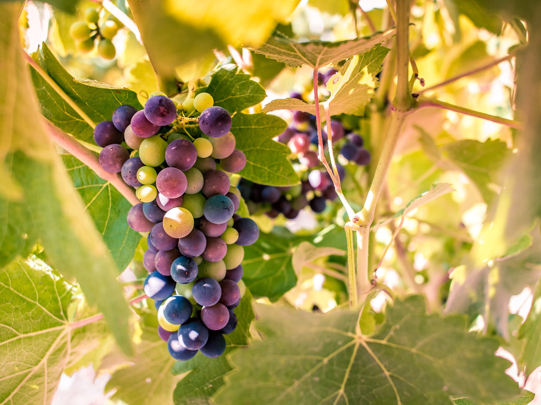 Château de Vérone-Vinsobres必去景点