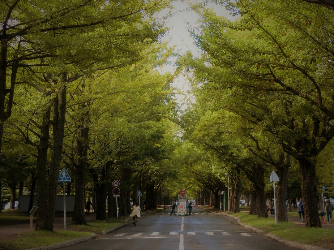 Hokkaido University Gingko Trees-札幌市必去景点