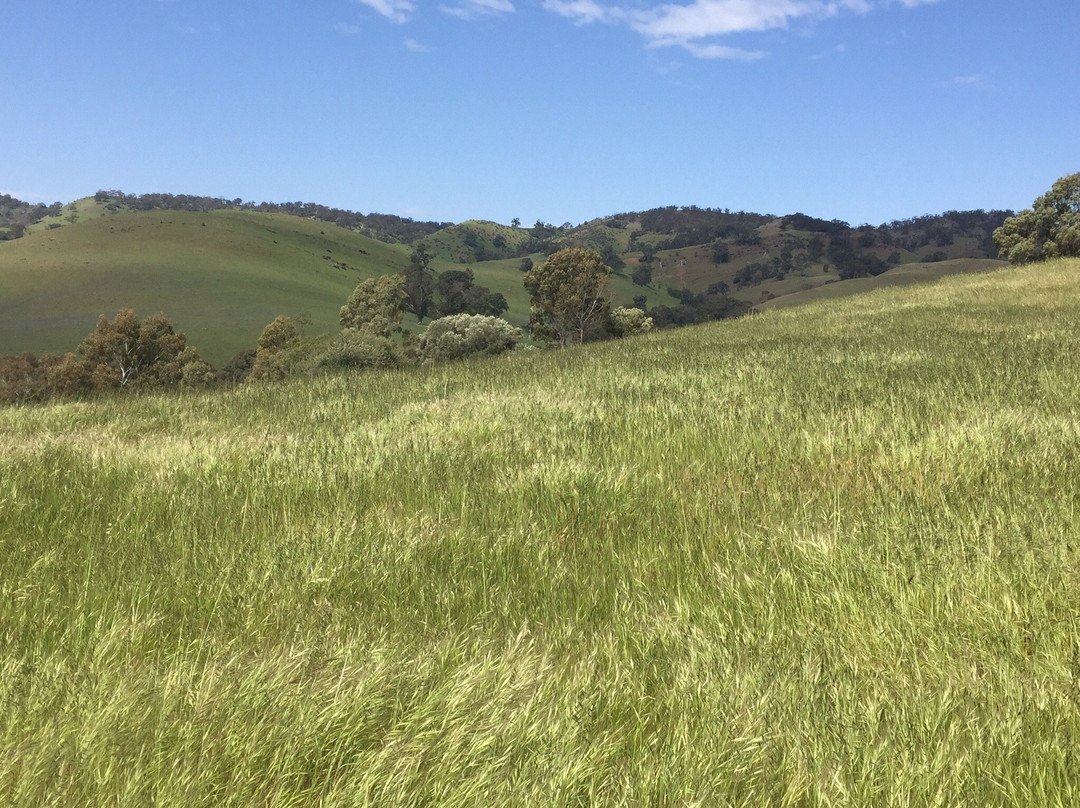 Lyndoch Lavender Farm景点图片