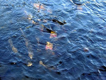 Kamisunagawa Town Suigen Park