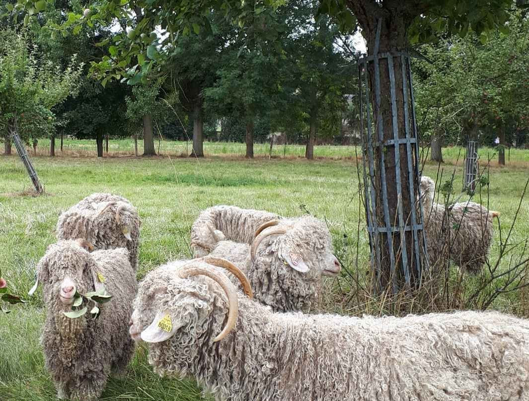 Mohair du Marais景点图片
