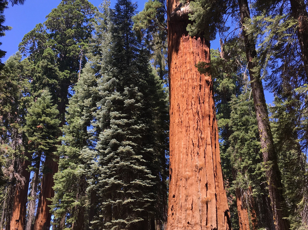 McKinley Tree-Three Rivers必去景点