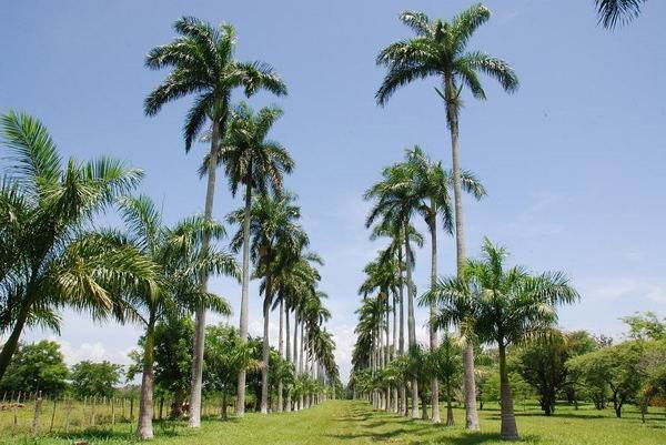 Jardín Botanico de Cienfuegos-西恩富戈斯必去景点