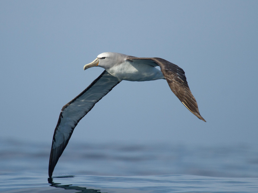 Albatross Birding & Wildlife Photography in Chile-圣地亚哥必去景点