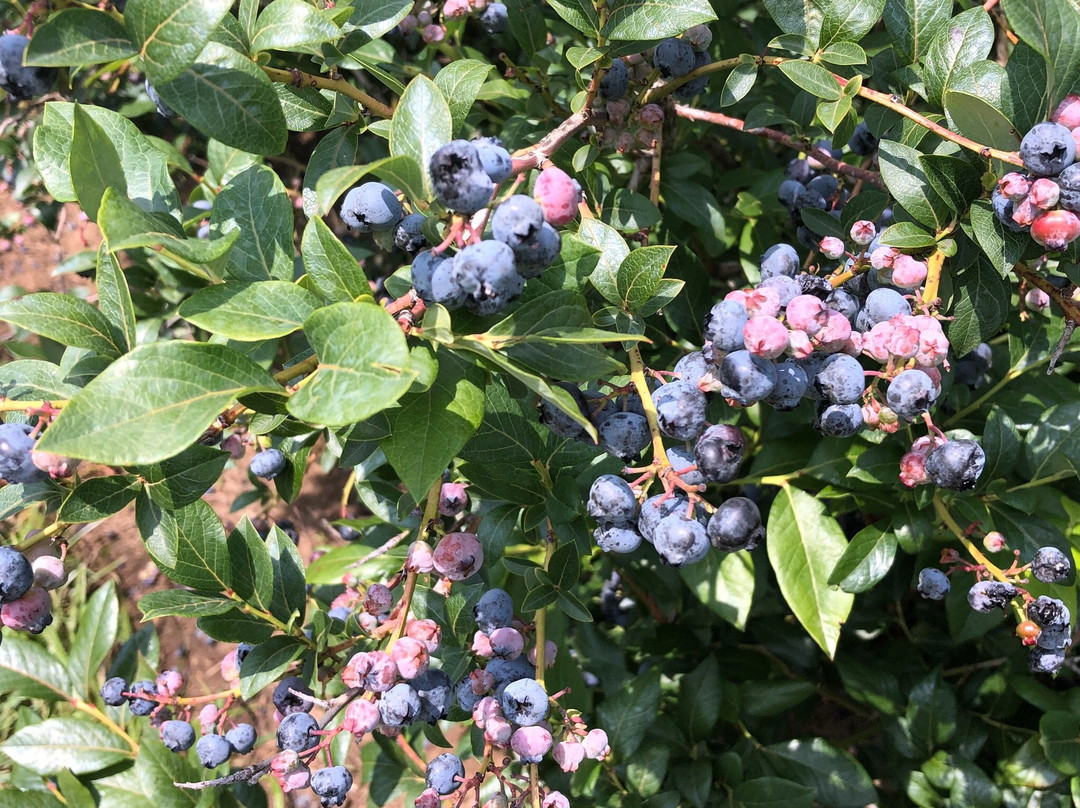 Bowerman Blueberries Farm Market景点图片