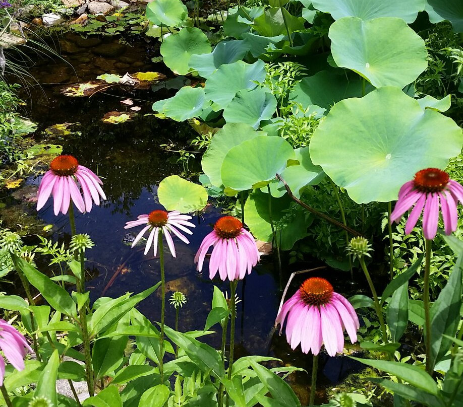 The Lily Barn Garden-汤森必去景点