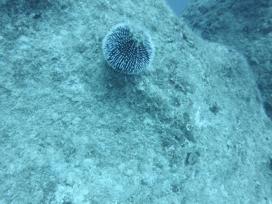 Mavi Diving-卡斯必去景点