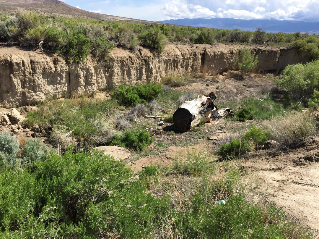 Shoe Tree-Fallon必去景点