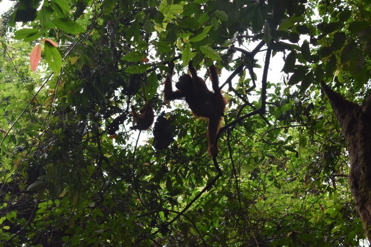 Jungle Tour With Salman