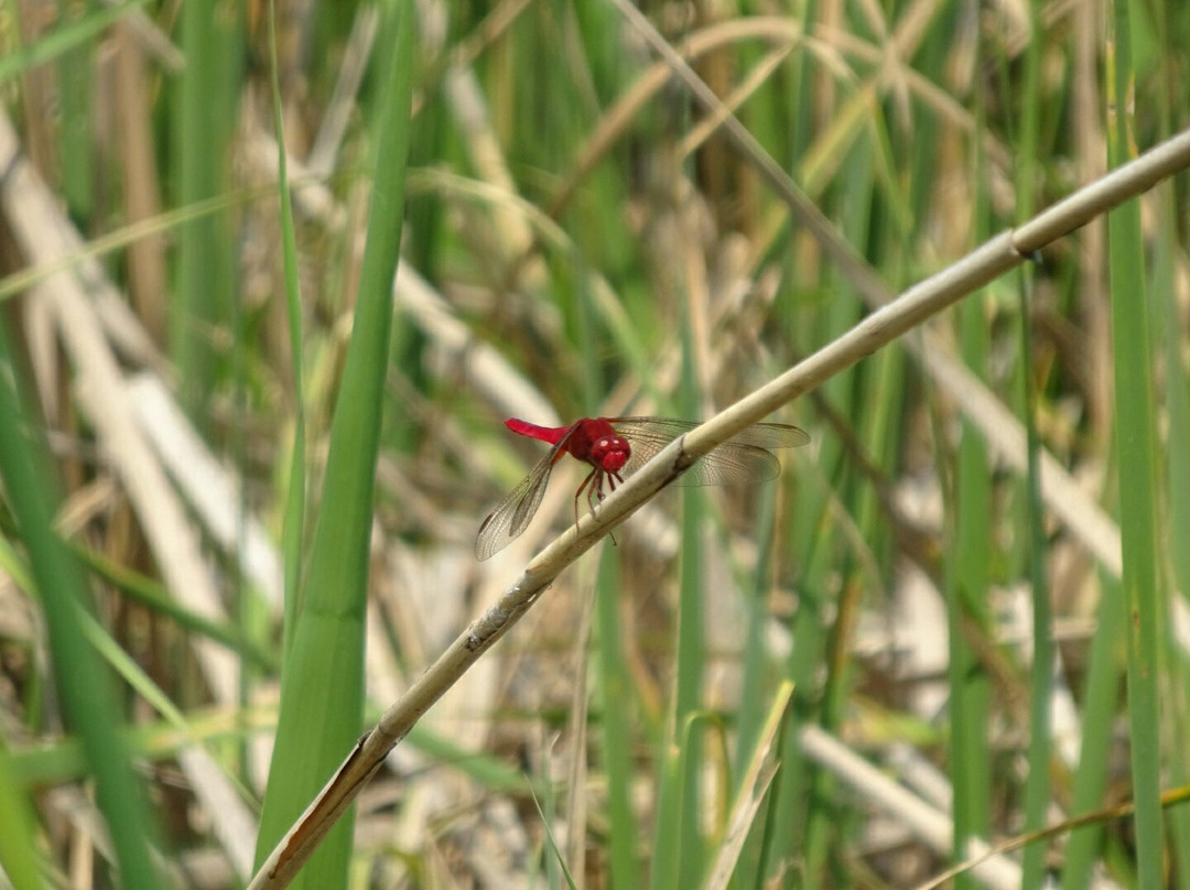 Mihashi Sogo Park-埼玉市必去景点