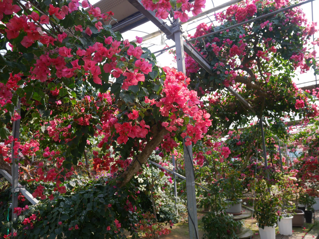 Bougainville no mori-唐津市必去景点