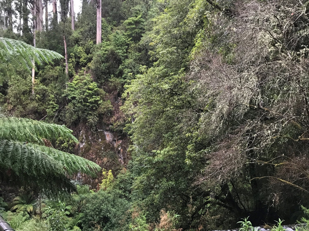 Tarra Falls-Tarra Valley必去景点