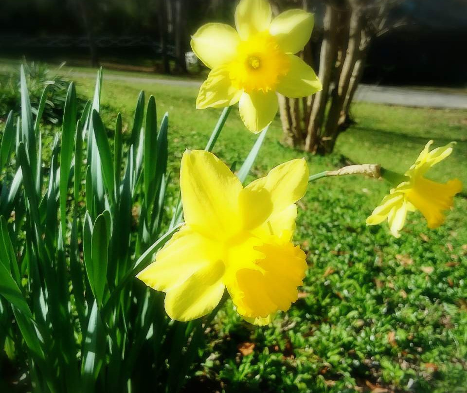 Hogansville酒店住宿-Hogan House at Rose Hill Bed & Breakfast