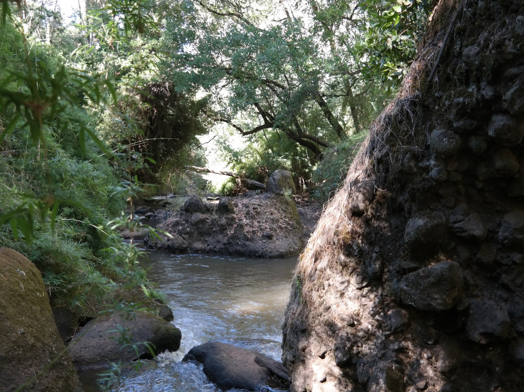 Mulchen旅游攻略图片