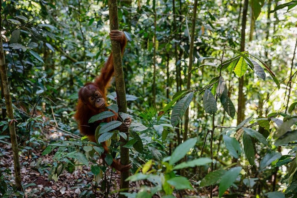Trekking Orangutan Sumatra景点图片