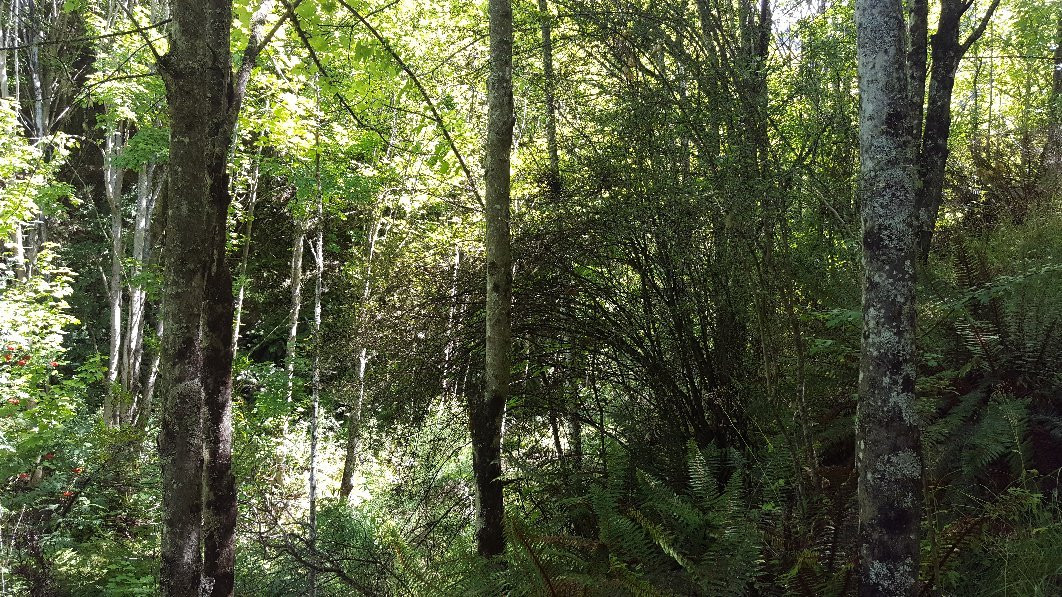 Bush Creek Trail-箭镇必去景点