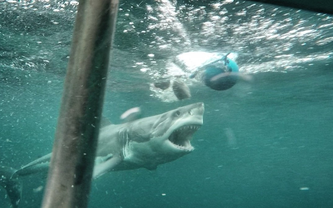 Shark Dive New Zealand景点图片