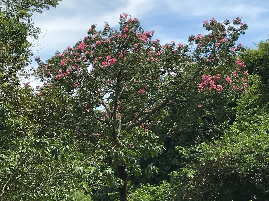 Cachoeira do Roncador-Lambari必去景点
