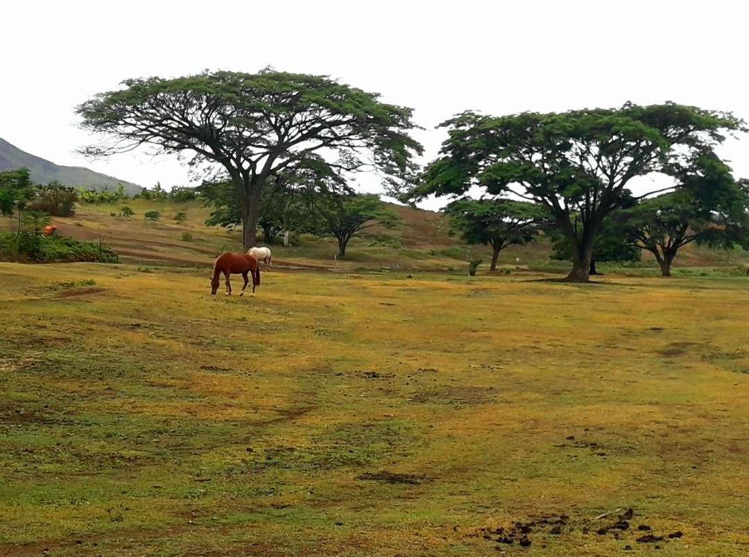 Yala Ranch-Dumbea必去景点
