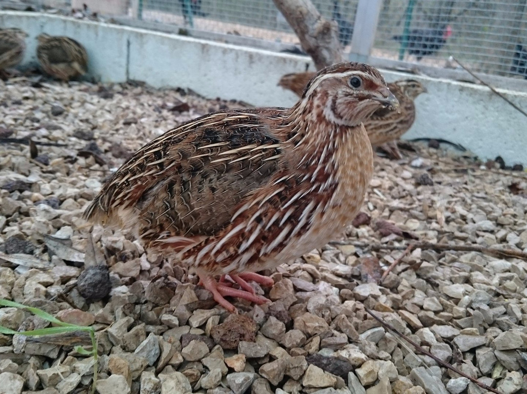 Ferme Pédagogique de Cinquante景点图片
