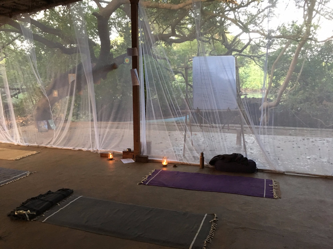 Yoga Teacher Training with Noah Mckenna景点图片