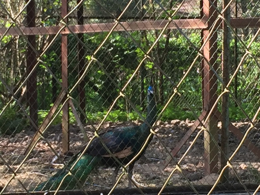 Manipur Zoological Gardens-因帕尔必去景点