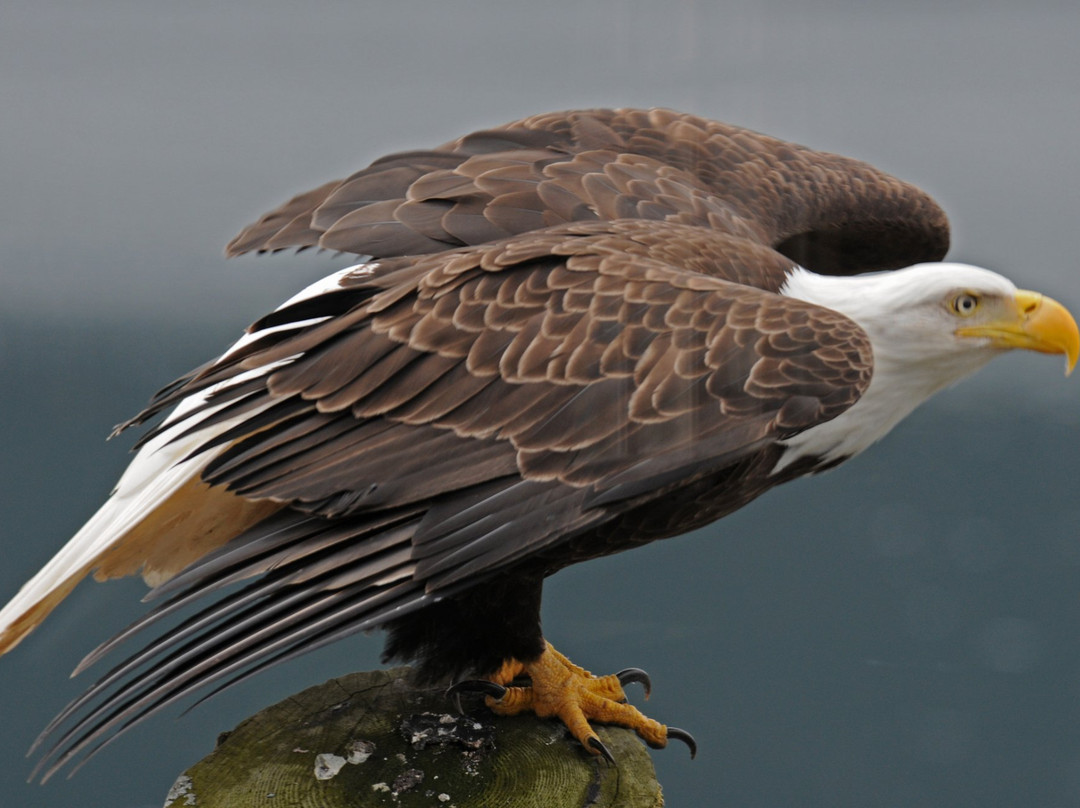 Petersburg Visitor Information Center-Petersburg必去景点