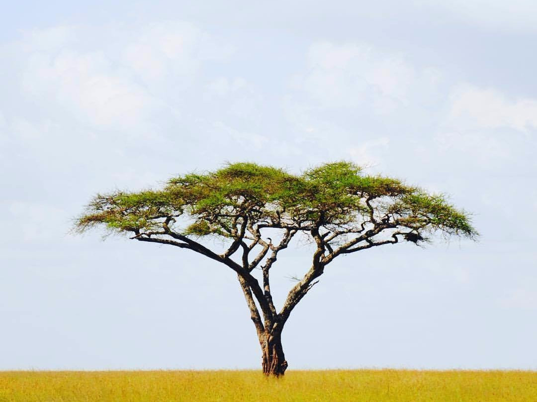 ​Rokini Tanzania Safaris-阿鲁沙必去景点