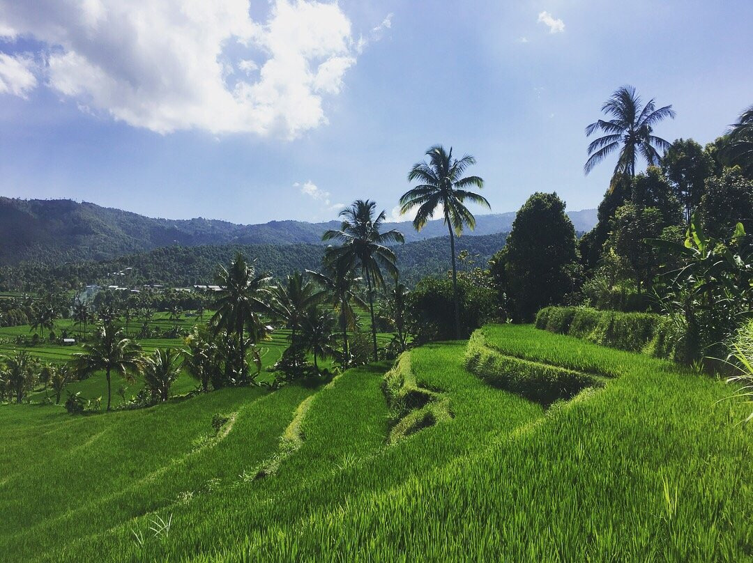 Pemuteran Menjangan Bali Transport-乌布必去景点