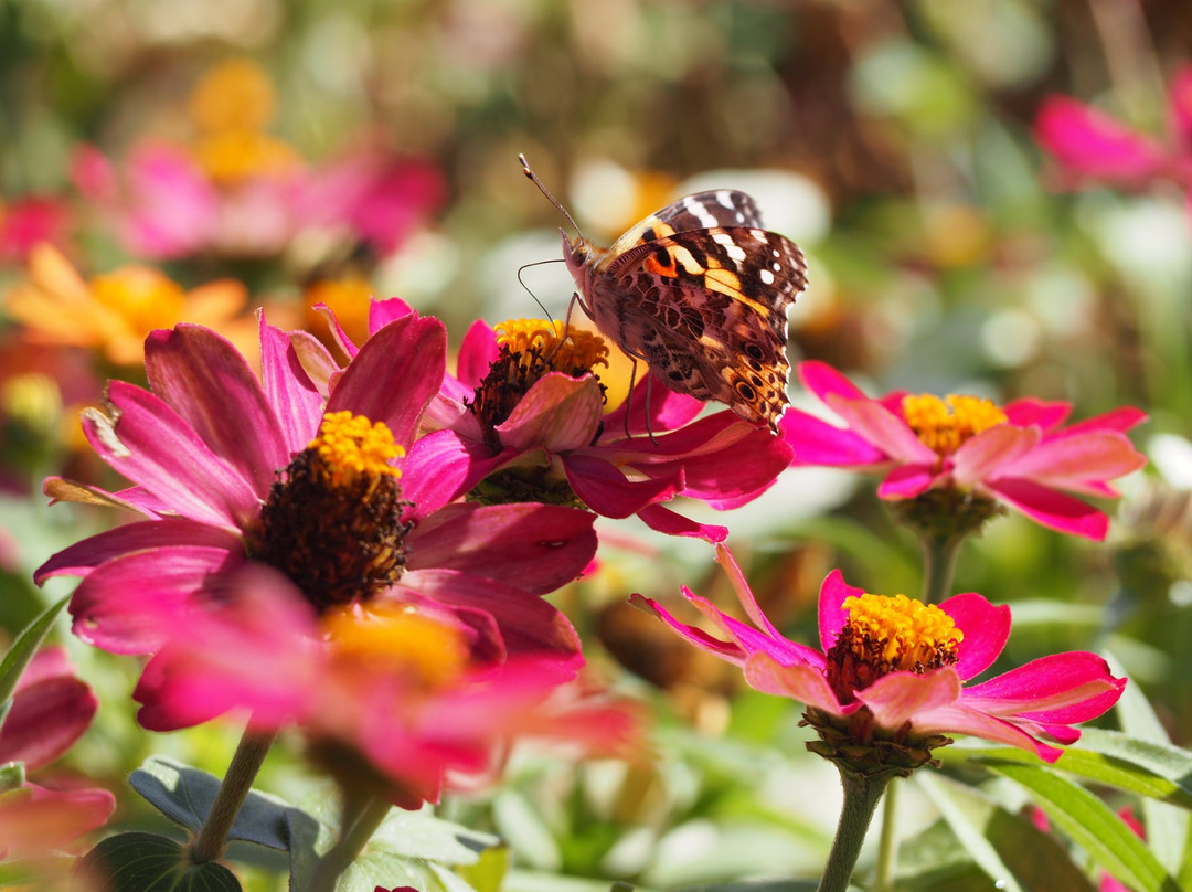 Millennium Garden-Plymouth必去景点