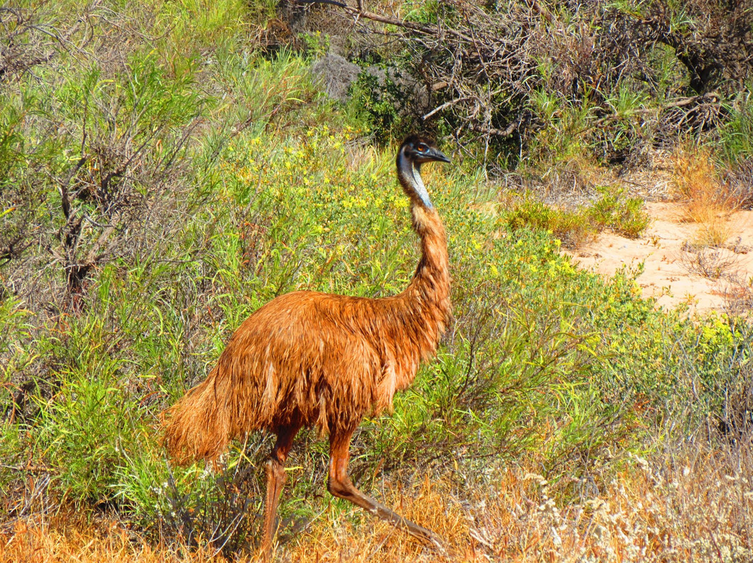 Bundegi Beach-埃克斯茅斯必去景点