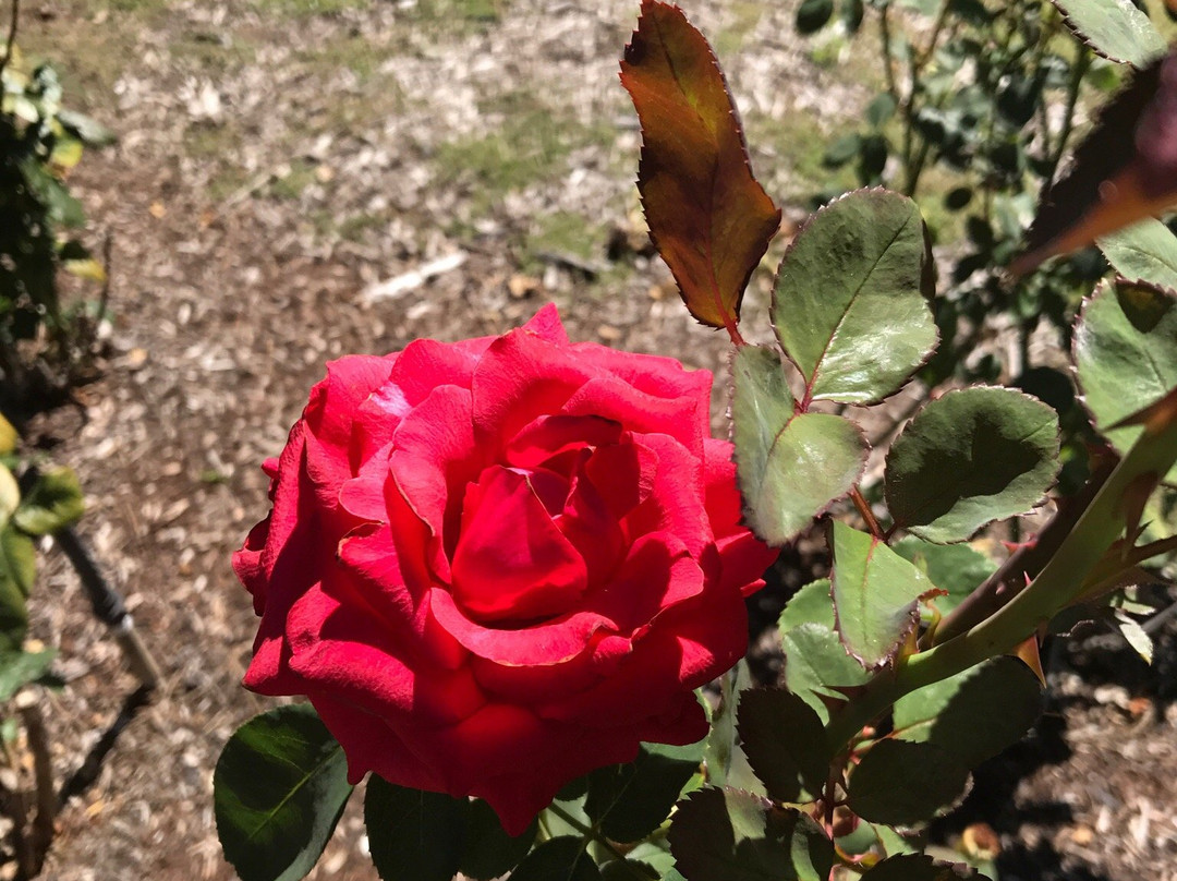 Rose Garden in Avery Park-科瓦利斯必去景点