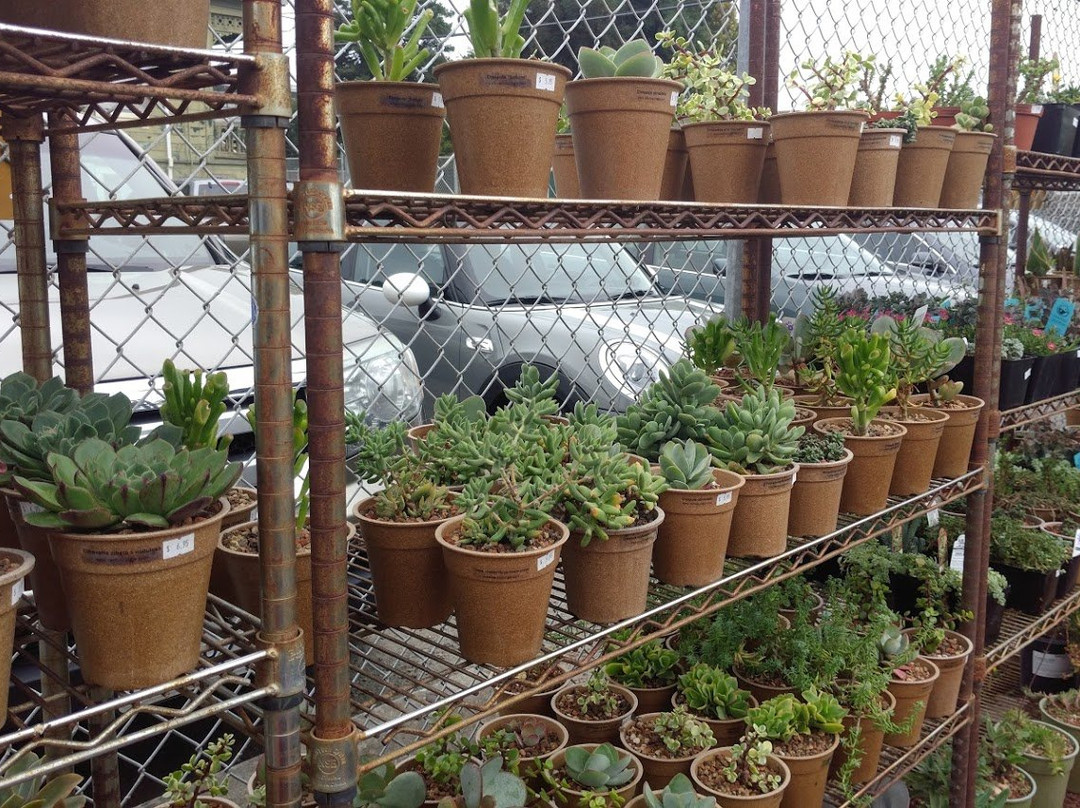 Cactus Jungle-伯克利必去景点