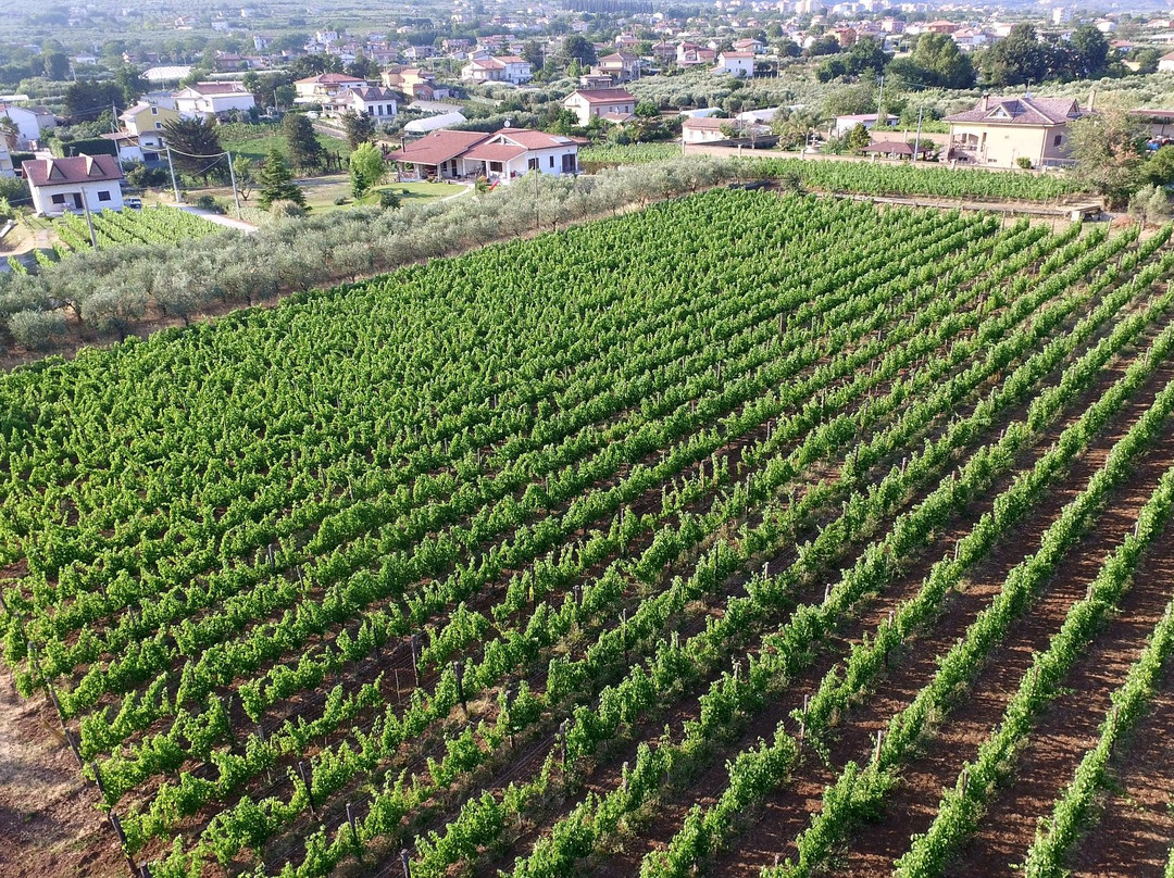 Casula Vinaria Winery景点图片