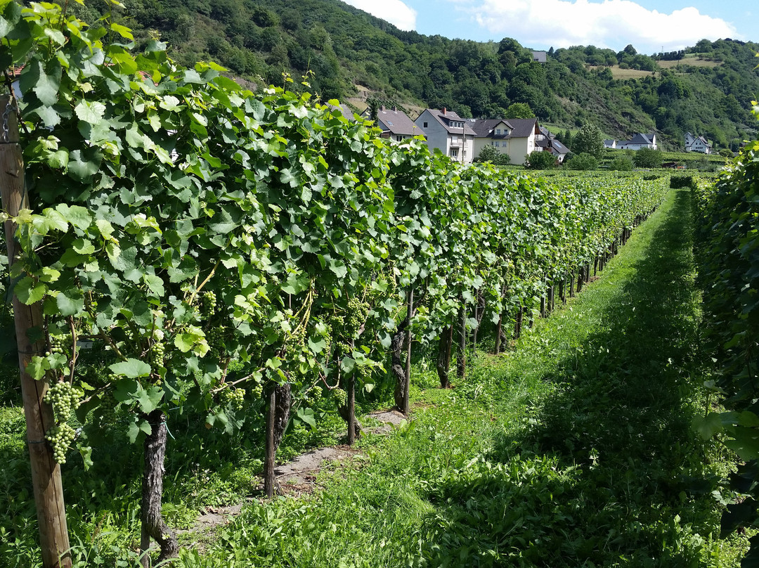 Weingut Scheidgen景点图片