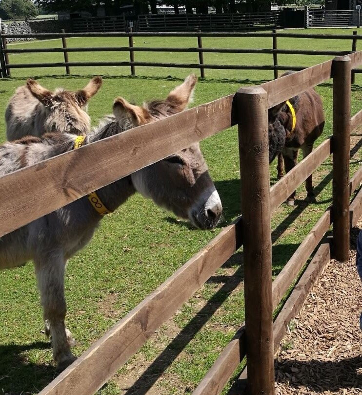 The Donkey Sanctuary景点图片