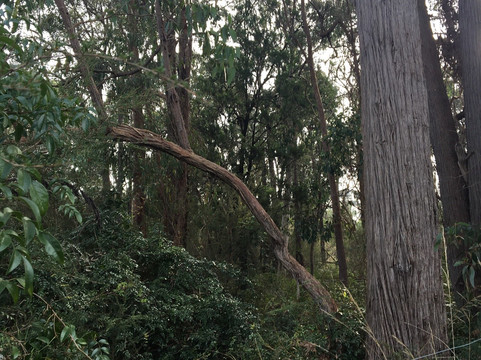 Cheong wildflower Sanctuary-Croydon必去景点