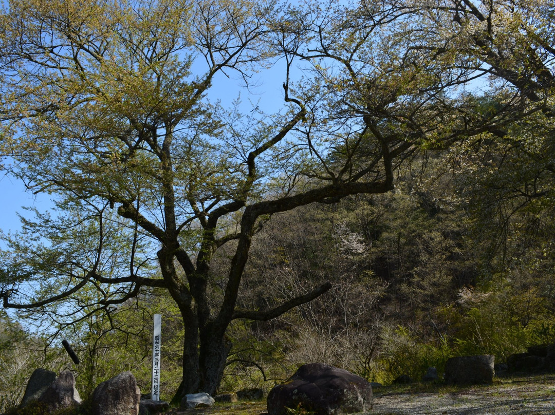 Sakuramoto Park景点图片