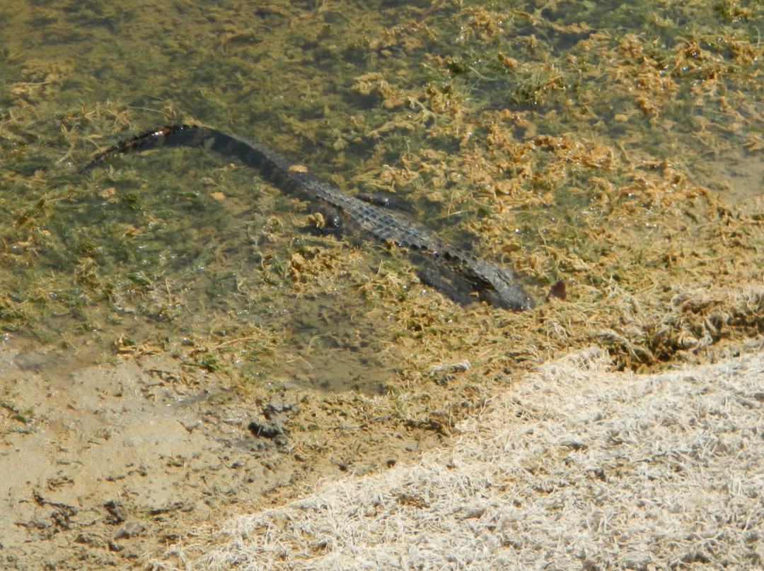 Harn's Marsh-Lehigh Acres必去景点