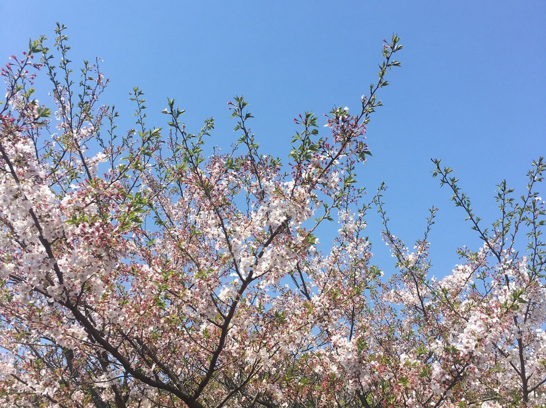 Uragashira Hikiage Peace Park and Memorial Museum-佐世保市必去景点