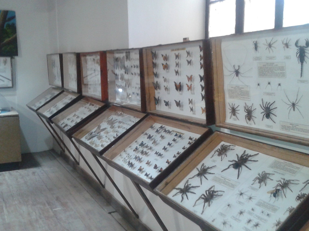 Museo Entomologico de Vicuna景点图片
