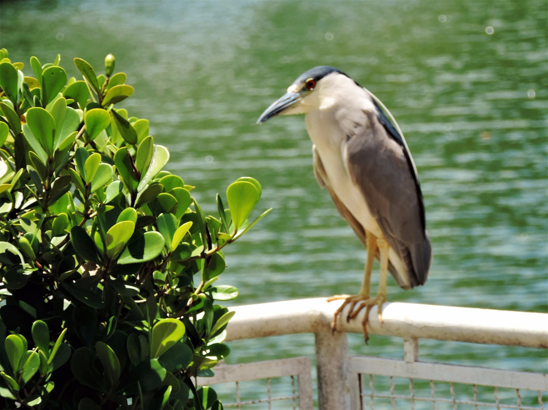 Lago Municipal de Jaboticabal-Jaboticabal必去景点