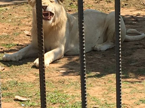 Phutien Resort主图