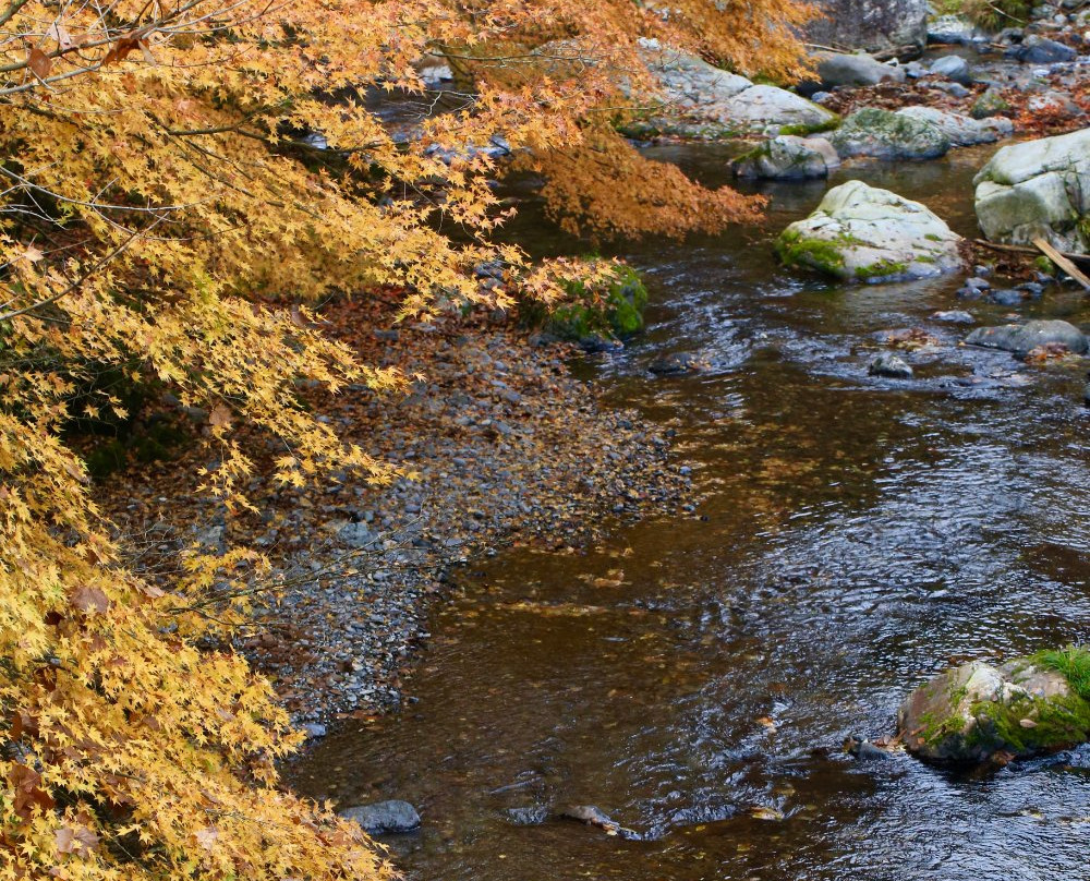 Kiryu River Headwater Forest景点图片