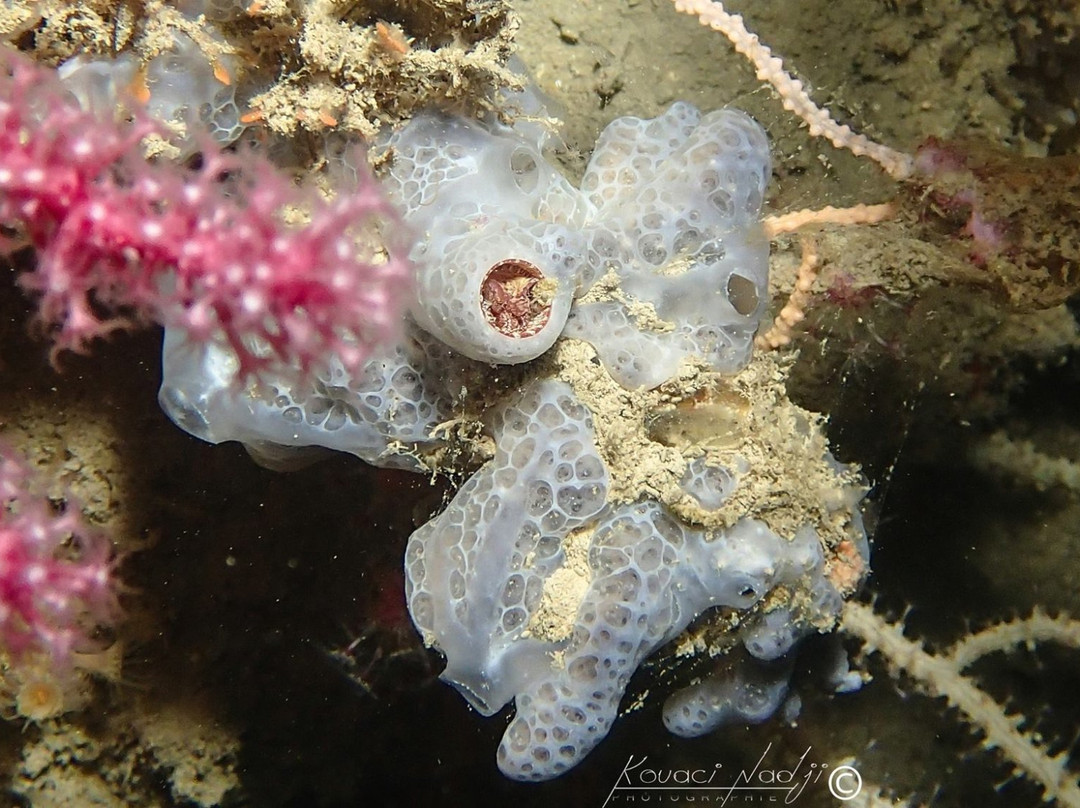 La Maison du Plongeur-Tenes必去景点