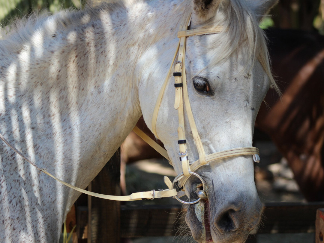 Salalah Horse Riding-塞拉莱必去景点